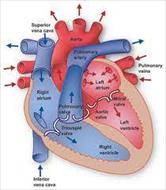 تحقیق آناتومی قلب